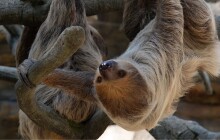 Do olomoucké zoo přicestoval další lenoch. Samec lenochoda Louis