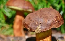 Policie zachraňovala milovníka hub. Jak se chovat při houbaření?