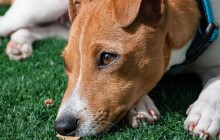 Otrávené návnady ve městě. Došlo už ke dvěma otravám psů