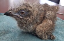 Mládě seriémy mělo zdravotní obtíže, museli pomoci chovatelé Zoo Olomouc