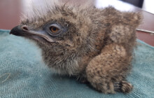 Hrůzopták s podvazky? Mládě seriemy už čile běhá