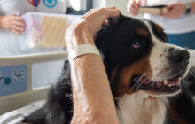 Čtyřnozí pomocníci v nemocnici? Dobrovolnické centrum potěšilo seniory