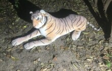 Strážníci odchytávali tygra. V křoví měl být podle oznámení opilec