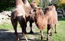 Dvouhrbá slečna z Prahy dorazila na Hanou. Velbloudí přírůstek má Olomouc po dvou letech