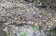 Vypustil rybník a způsobil škodu za sta tisíce. Rybářům uhynuly tuny ryb