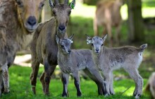 Další mláďata. Olomoucká zoo je největším chovatelem na světě kozorožců kavkazských