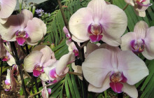 Stovky orchidejí zaplnily sbírkové skleníky, na výstavě Klenoty pralesa jsou k vidění i vzácné druhy