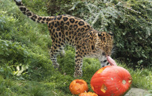 I zvířata ze zoo se radovala z Večeru duchů. Do dýní jim ošetřovatelé ukryli krmení