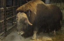 Zoo Olomouc získala vzácného pižmoně, jmenuje se Odin