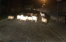 Stádo koz a ovcí se prohánělo po Svatém Kopečku. Noční směna pro strážníky