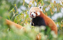 VIDEO: Olomoucká zoo má nové obyvatele. Žvýkají bambus a pohybují se v korunách stromů