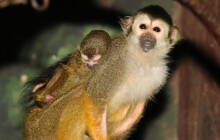 Tlupa kotulů v Zoo Olomouc se rozrostla. Mládě je zdravé