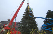 Strom dorazil z Chořelic. Jedli darovala městu rodina