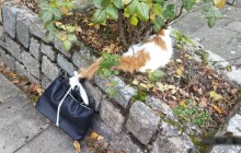 Kočka měla k ocasu přivázanou tašku s potravou. Pomohli jí městští strážníci