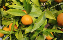 Tropické plody uprostřed zimy. Vyrazte za citrusy do skleníků