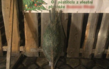 Chtěli si ukrást vánoční stromek. Kamerový systém jim nevadil