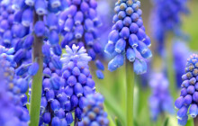 Záhony v Jeseníku v příštím roce rozkvetou. Město už sadí cibuloviny