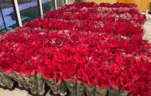 Policie nakoupila vánoční hvězdy. Pomohou hned dvakrát