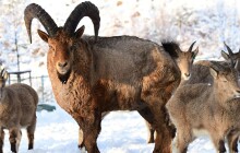 Kouzlo Vánoc v Zoo Olomouc. Bude punč, výzdoba i stromeček