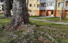 Stromy musí pryč. Město nemocné stromy nahradí