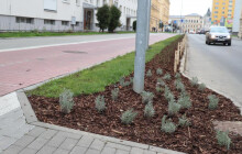 Rozkvetlý Přerov. Jaká výsadba se chystá?