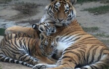 Ve volné přírodě žije posledních 550 tygrů ussurijských. V Zoo Olomouc se chystají jejich námluvy