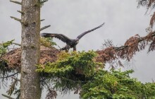 Orel skalní v Jeseníkách? Aktivisté hlásí výskyt
