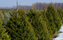 Stromek z městských lesů? Podívejte se, za kolik je nabízí