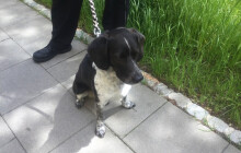 Seniorka našla ve městě volně pobíhajícího psa, přivolaní strážníci ho odvezli do útulku