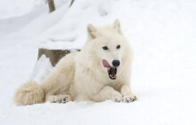 Zoo chystá vánoční program. Jak bude mít otevřeno?