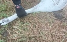 Poraněná labuť i zbloudilá srna. Zvířata potřebují pomoc i o Vánocích