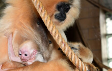 Ježíšek zavítal i do zoo. Poslední mládě roku je na světě