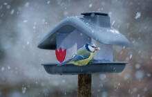 Další ročník Ptačí hodinky startuje. Pevnost poznání organizuje pozorovací víkendy