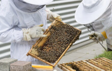 Kraj podpoří včelaře. Dostanou ale míň, než v předchozích letech
