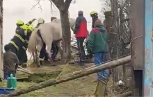 Kobyla ležela podchlazená v hlubokém blátě. Pomohli až hasiči