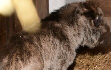 První mládě v zoo chodí po čtyřech. Jaké je tajemství jeho jména Kameba?