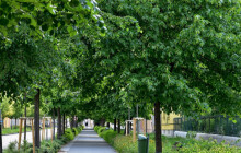 Prostějovská alej zabodovala. V kraji obsadila první místo, v republice čtvrté