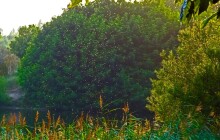 Přemnožená hejna komárů v CHKO bude řešit Litovel s univerzitou. Město se zapojilo do projektu