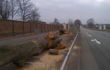 Topoly u hřbitova šly k zemi. Nahradí je listnáče u cyklostezky