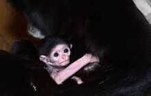 Další mládě u gibonů. Samice ukázala malého Lara