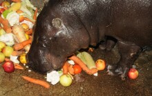 V zoo museli utratit starou hrošici. Prodlužovat dobu umírání jsme nechtěli, říká zooložka