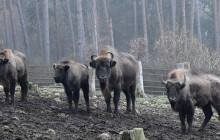 Z Olomouce do Plzně. Zubr Omar se stane chovným samcem