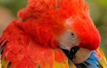 Uzavírka v zoo. Kam se návštěvníci nedostanou?