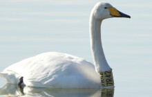 Ptačí celebrita uhynula. Zpěvanku znali v Chropyni, Tovačově, i Kojetíně