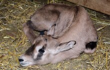 Nejúspěšnější chovatelé oryxů jsou v Olomouci