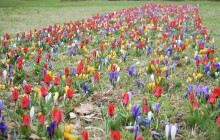 V ASO parku vykvetly první květiny. Jsou znamením přeměny tohoto místa