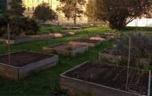 Místo vlastní zahrady pronajatý záhon. Nové vyrostou v areálu FNOL