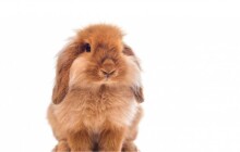 O víkendu v Přerově proběhne regionální výstava králíků a drůbeže