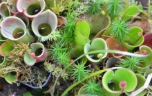 Zajímá vás fascinující svět masožravých rostlin? Přijďte se podívat na výstavu Živé pasti na Výstaviště Flora Olomouc