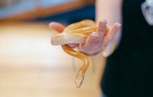 Znáte nejjedovatější druhy štírů? Přijďte na akci Odpudiví nebo kouzelní do Pevnosti poznání